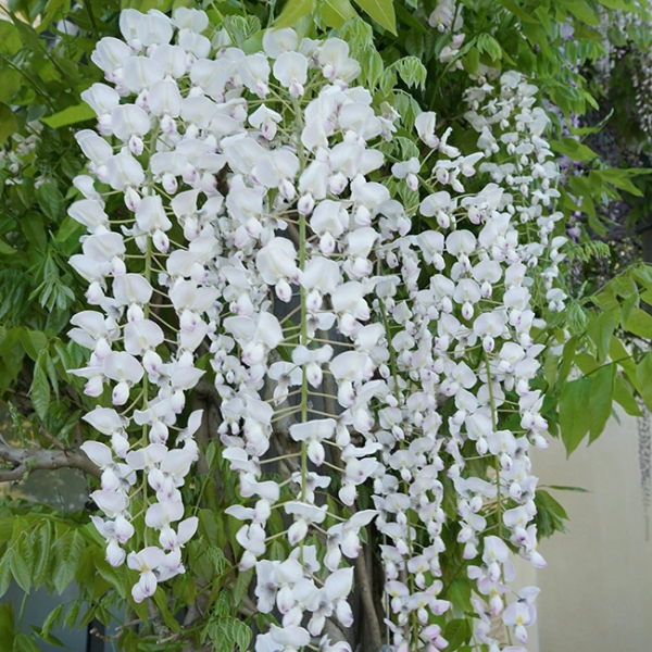 wisteria-floribunda-alba