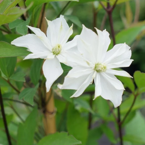 clematis-double-delight