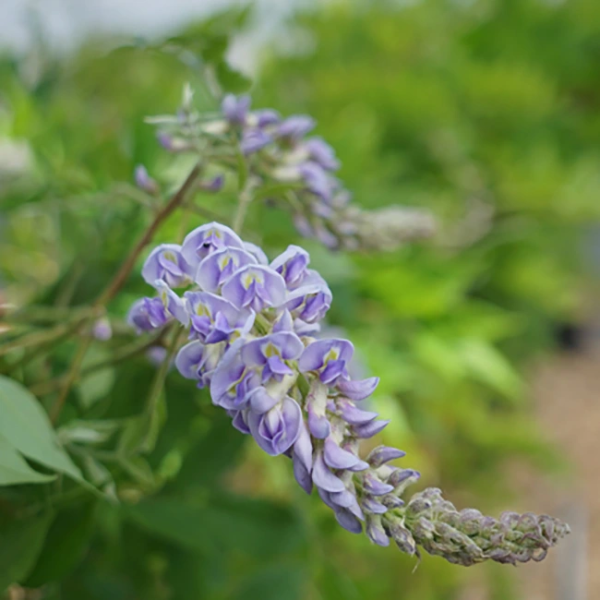 wisteria-magnifica