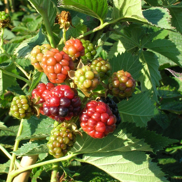 Rubus-fructicosus-thornless-evergreen