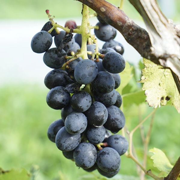 Vigne-Alphonse-Lavallee-vitis-vinifera