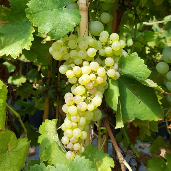 vitis-vinifera-chasselas-dore