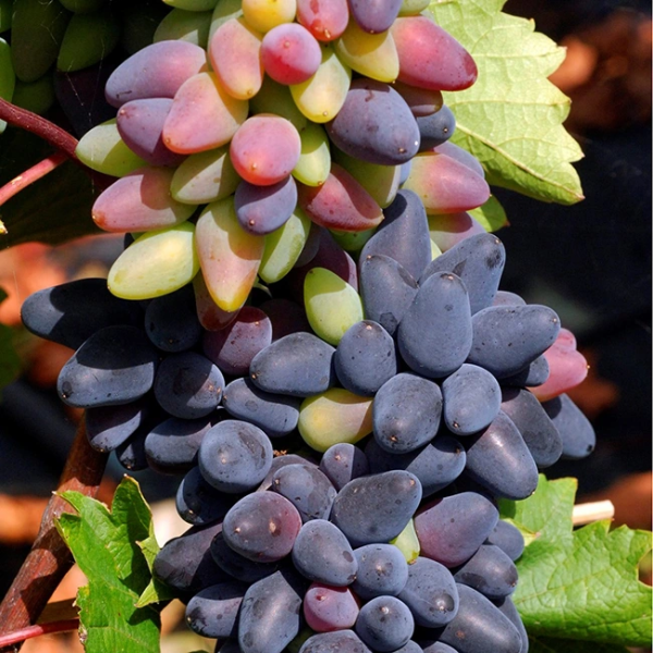 vigne-precoce-philipp